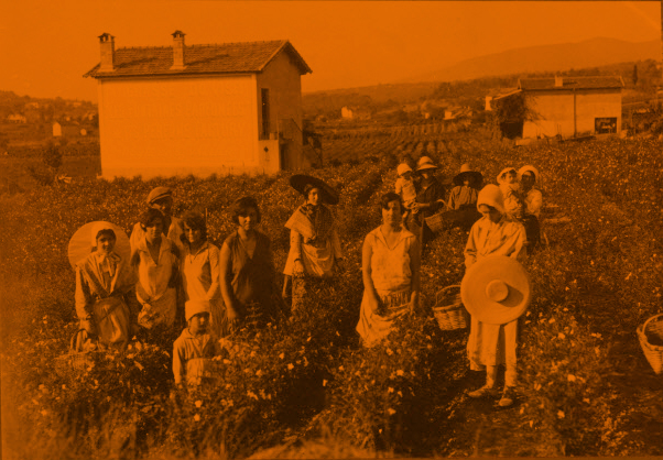 Cueillette du jasmin pour les parfums, photographie : J. Weyer, 1936, Provence-Alpes-Côte d’Azur, Alpes-Maritimes, Grasse © Mucem