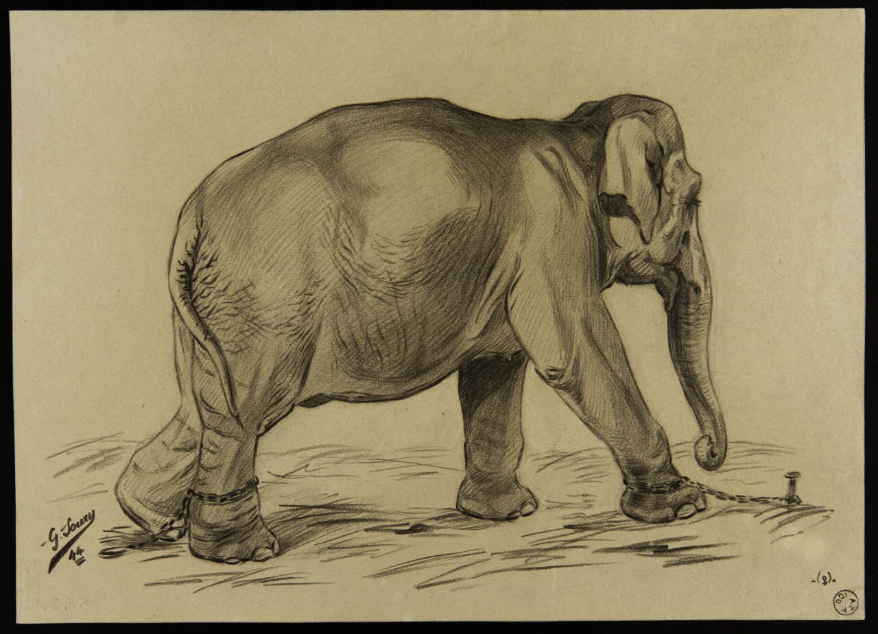 Eléphante d'Asie entravée, 1944, Gustave Soury, Mucem
