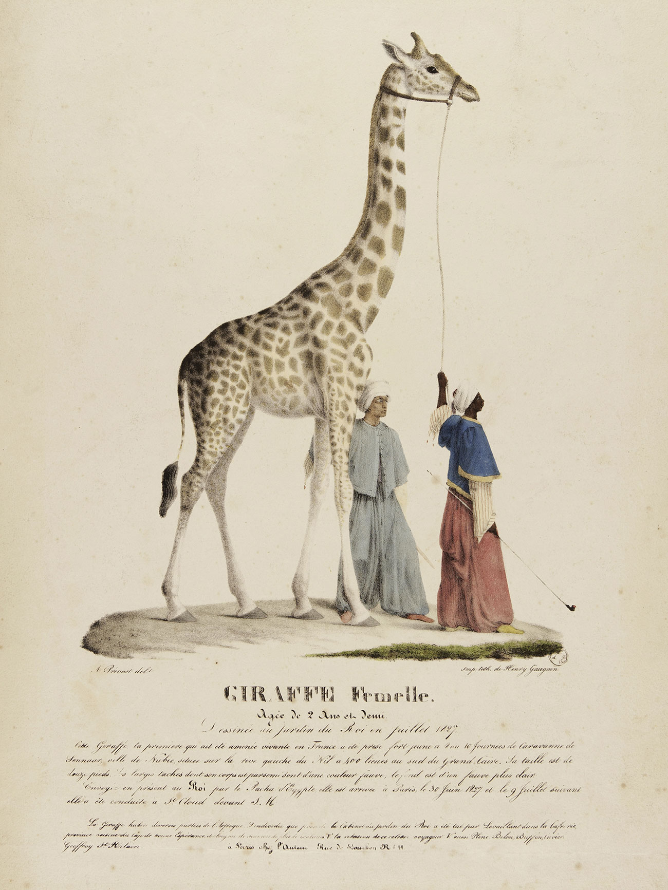 G-Girafe femelle agee de 2 ans et demi,-Paris,1827 © Mucem