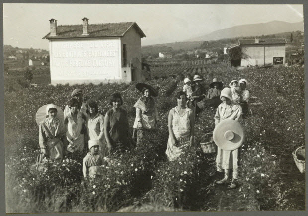 Cueillette du jasmin pour les parfums, photographie : J. Weyer, 1936, Provence-Alpes-Côte d’Azur, Alpes-Maritimes, Grasse © Mucem