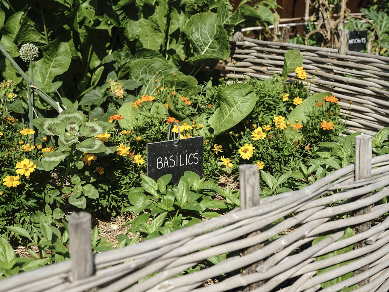 Basilic, Jardin © Julie Cohen, Mucem