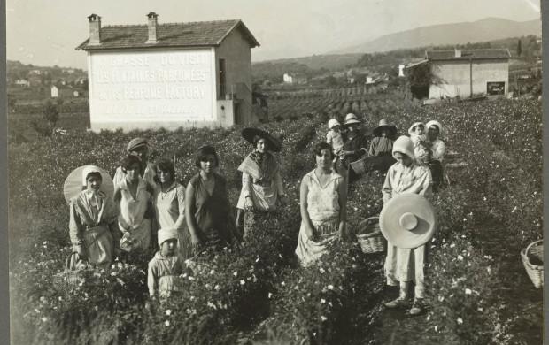 La cueillette du jasmin, J. Weyer, Grasse, France, 1936 © Mucem/ Weyer, J