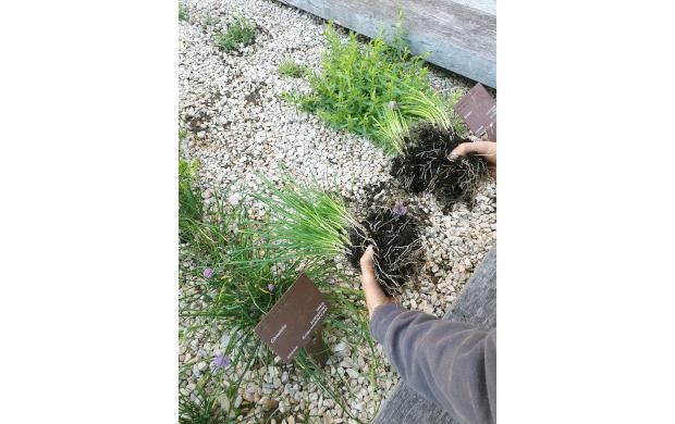 Atelier jardin, préparer ses plantes aromatiques © Mucem